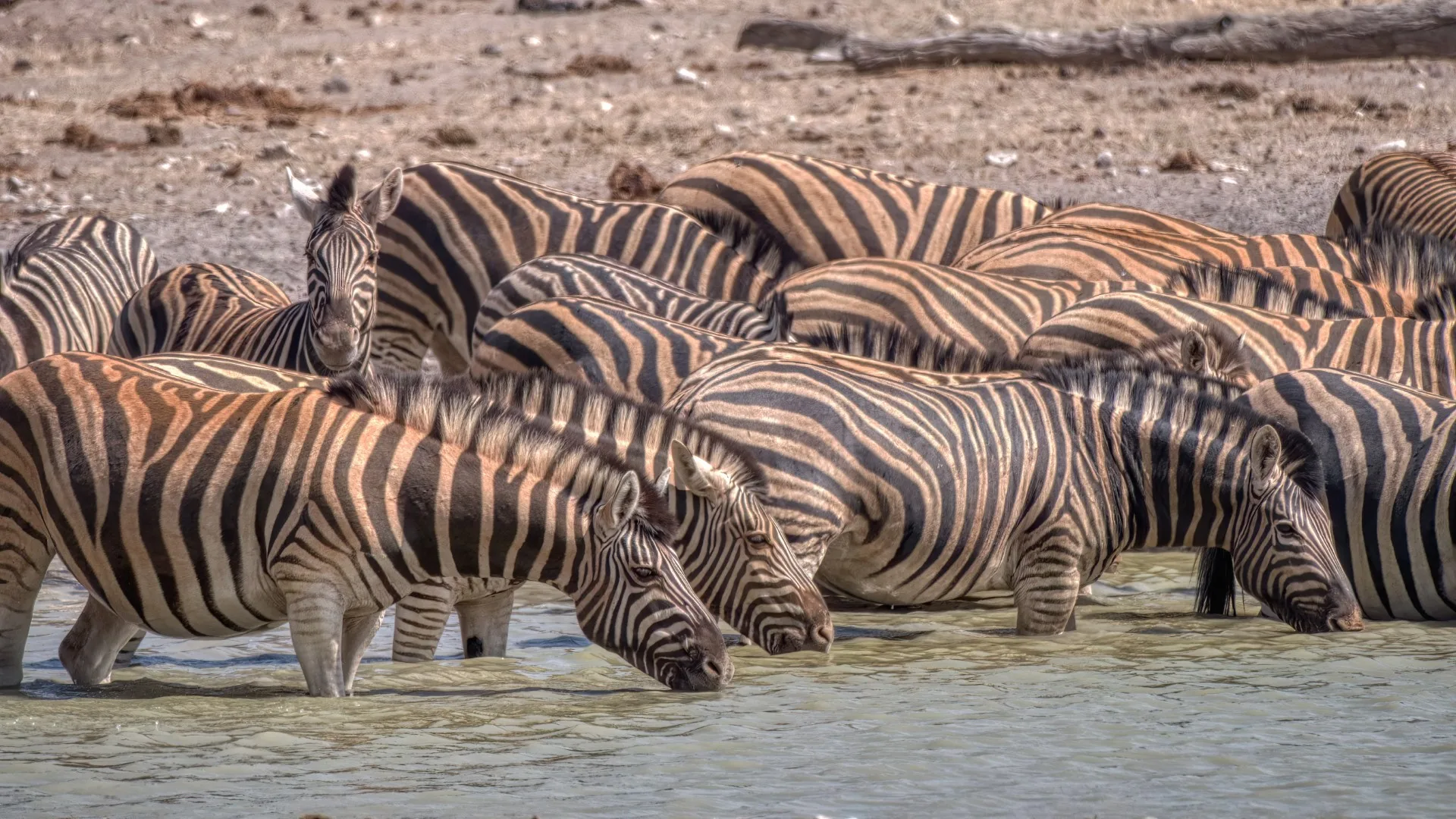Etosha